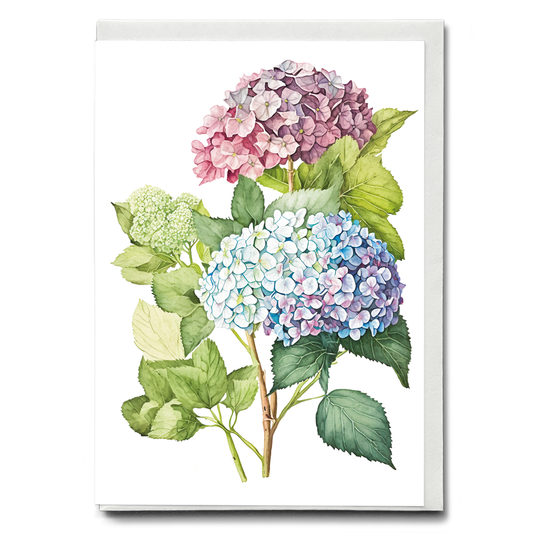 Hydrangea 2 - Wenskaart