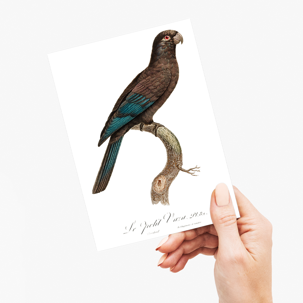 Black Parrot - Wenskaart