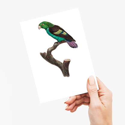 Black-winged Parakeet - Wenskaart