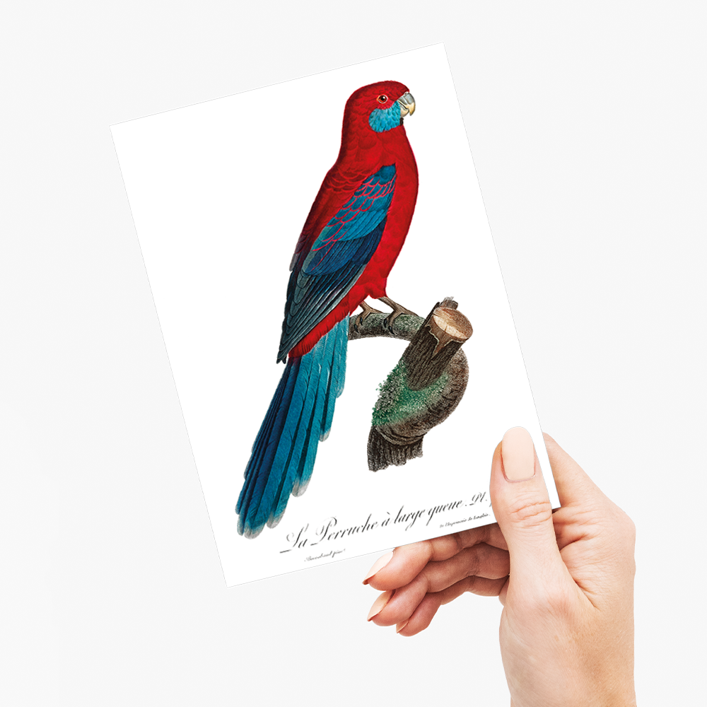 Crimson Rosella  - Wenskaart