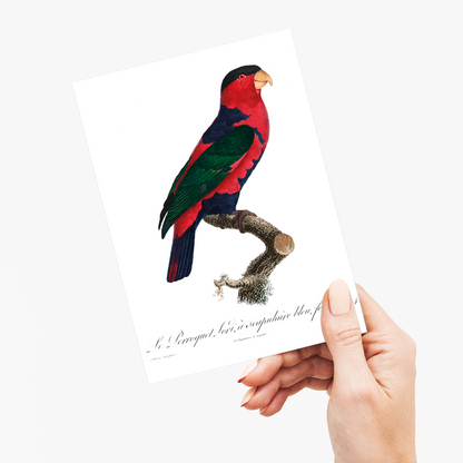 The Black-Capped Lory Lorius lory I - Wenskaart