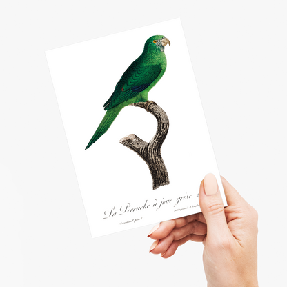 The Grey-Cheeked Parakeet (Brotogeris pyrrhoptera)  - Wenskaart