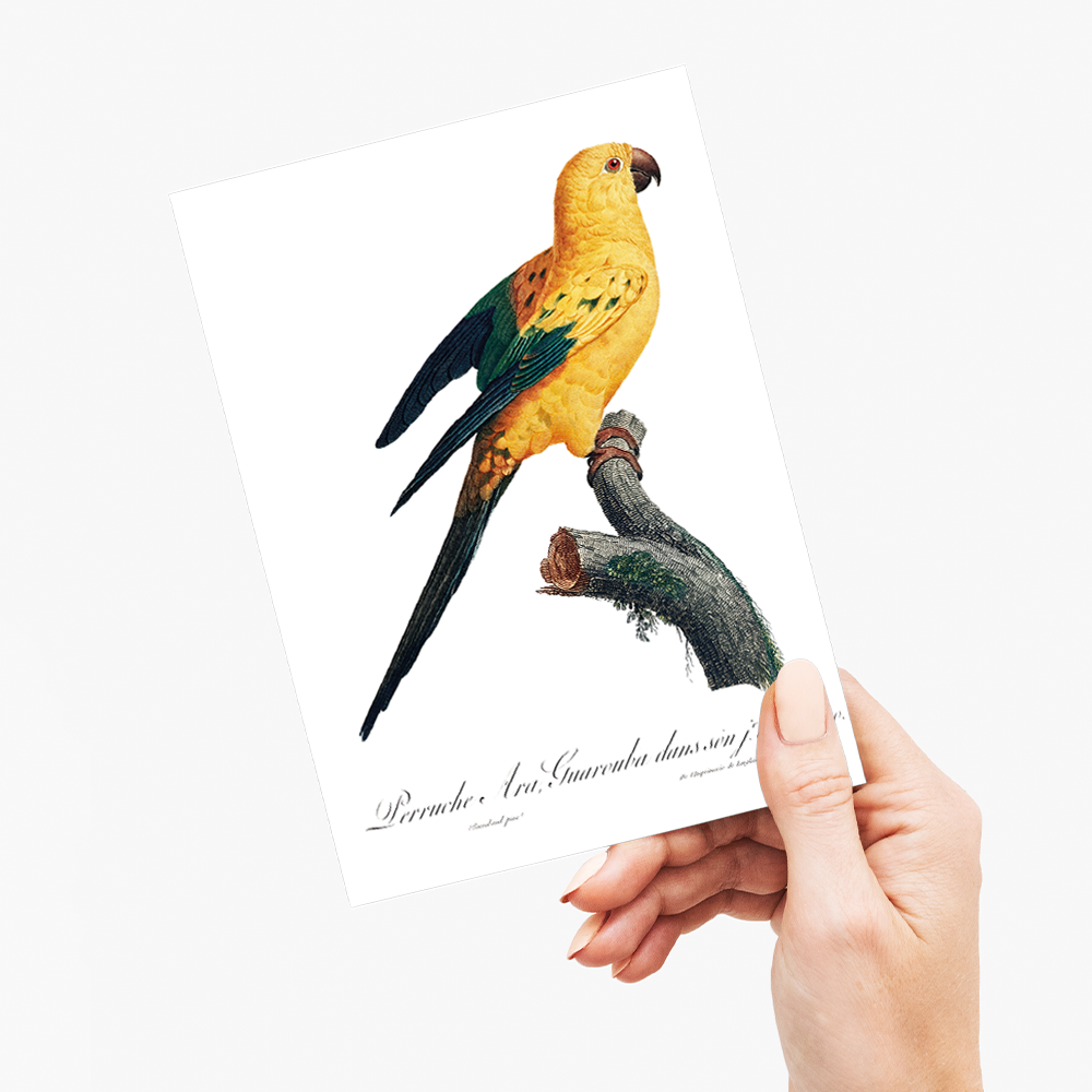 The Sun Parakeet, Aratinga solstitialis  - Wenskaart