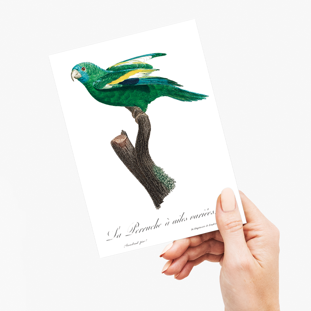 The white-winged parakeet, Brotogeris versicolurus - Wenskaart