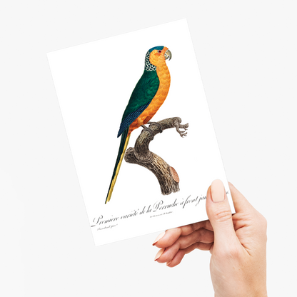 The Yellow-Fronted Parakeet, Cyanoramphus auriceps  - Wenskaart