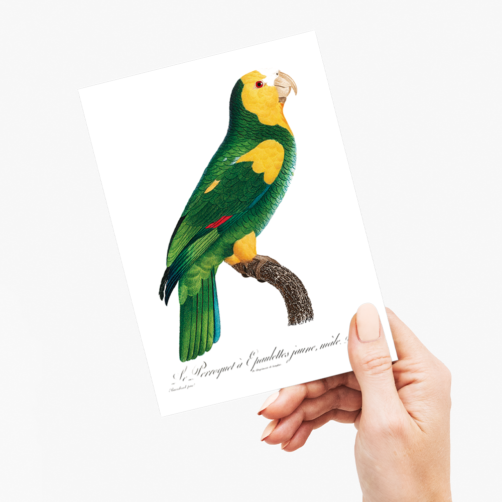 The Yellow-shouldered amazon  - Wenskaart