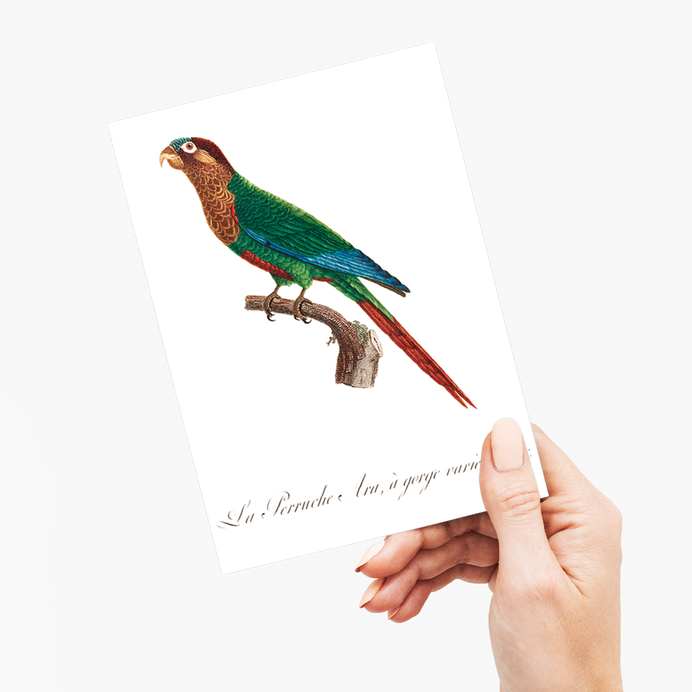Wave-Breasted Parakeet  - Wenskaart