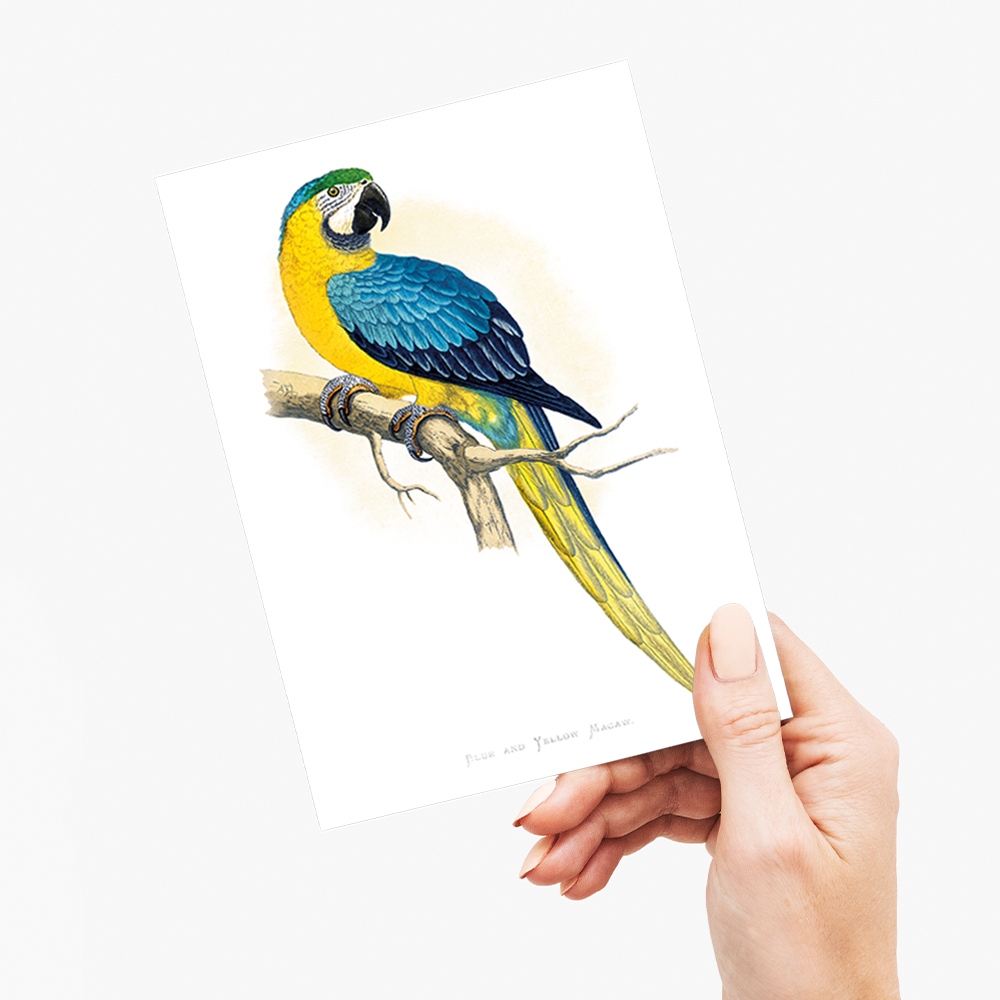 Blue and Yellow Macaw - Wenskaart