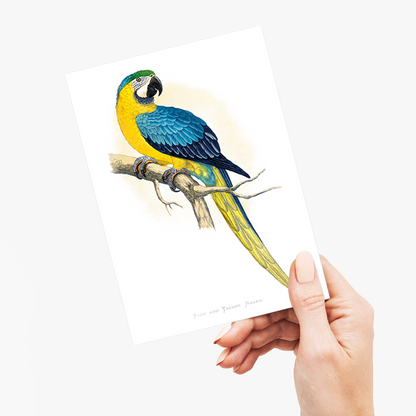 Blue and Yellow Macaw - Wenskaart