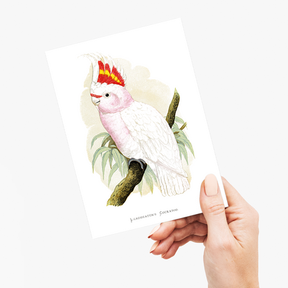 Leadbeater's Cockatoo - Wenskaart