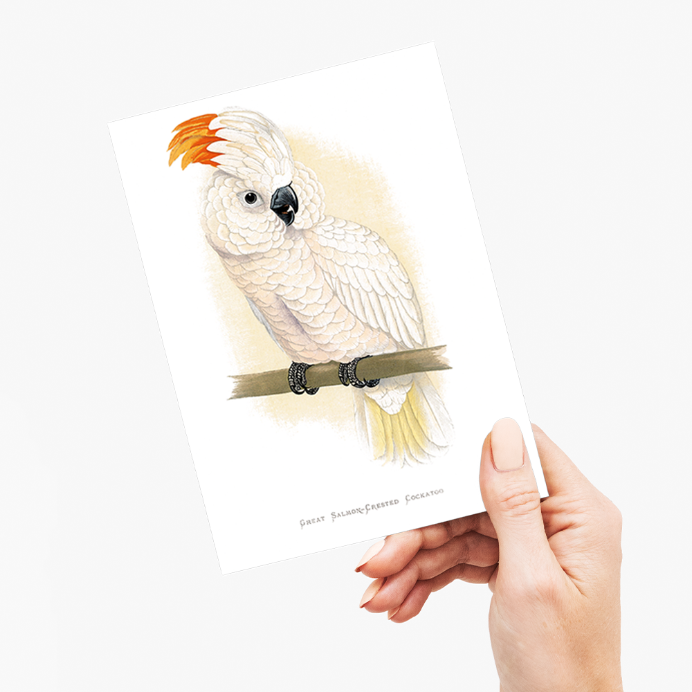 Great Salmon-Crested Cockatoo - Wenskaart