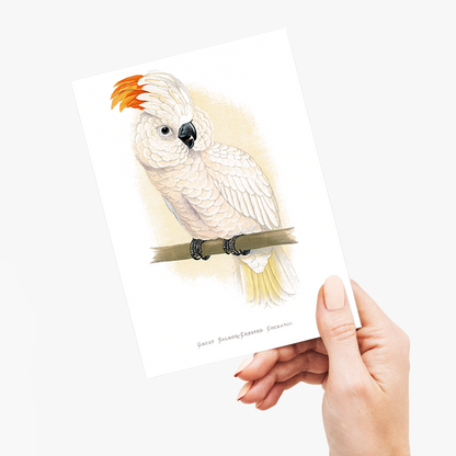 Great Salmon-Crested Cockatoo - Wenskaart