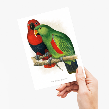 New Guinea Ecletus - Wenskaart