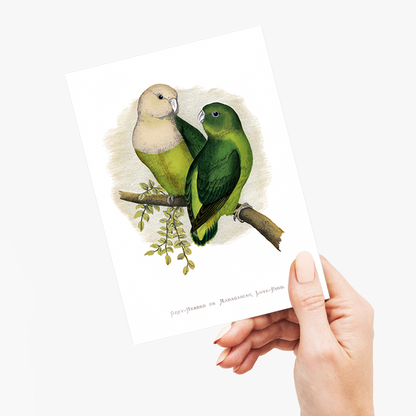 Grey-Headed or Madagascar Love-Bird - Wenskaart