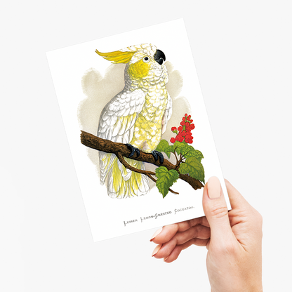 Lesser Lemon-Crested Cockatoo  - Wenskaart