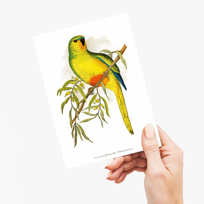 Orange-Bellied Parrakeet - Wenskaart
