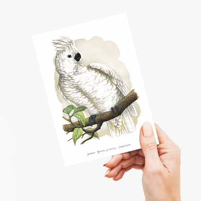 Great White-Crested Cockatoo - Wenskaart
