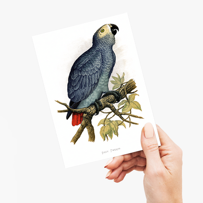 Grey Parrot - Wenskaart