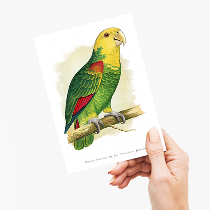 Double-Fronted or Le Vaillant's Amazon - Wenskaart