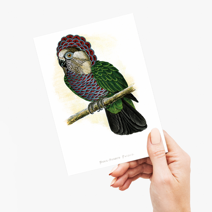 Hawk-Headed Parrot - Wenskaart