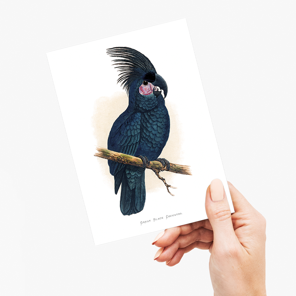 Great Black Cockatoo - Wenskaart
