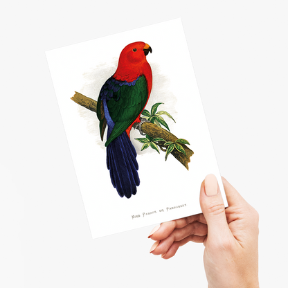 King Parrot - Wenskaart