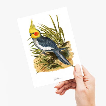 Cockatiel - Wenskaart