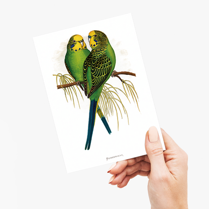 Budgerigar - Wenskaart