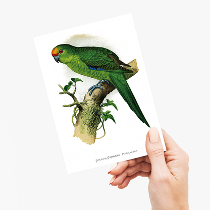 Golden-Crowned Parrakeet  - Wenskaart