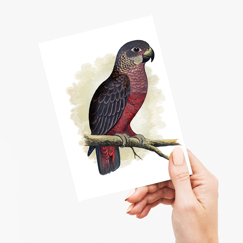 Dusky or Violet Parrot - Wenskaart