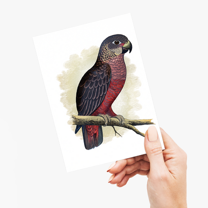Dusky or Violet Parrot - Wenskaart