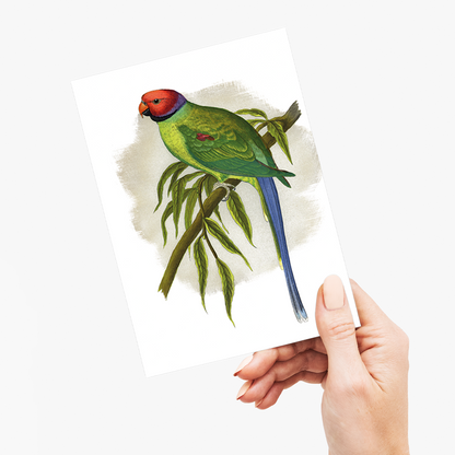 Blossom-Headed Parrakeet  - Wenskaart
