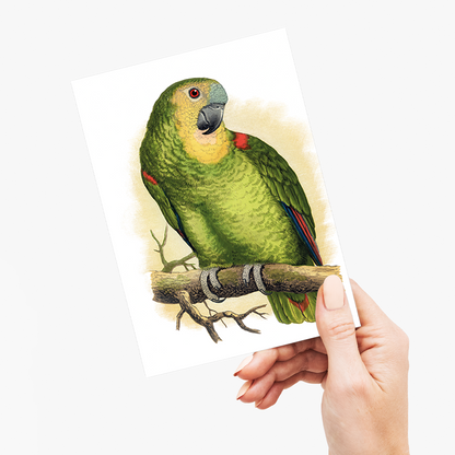 Blue-Fronted Amazon - Wenskaart