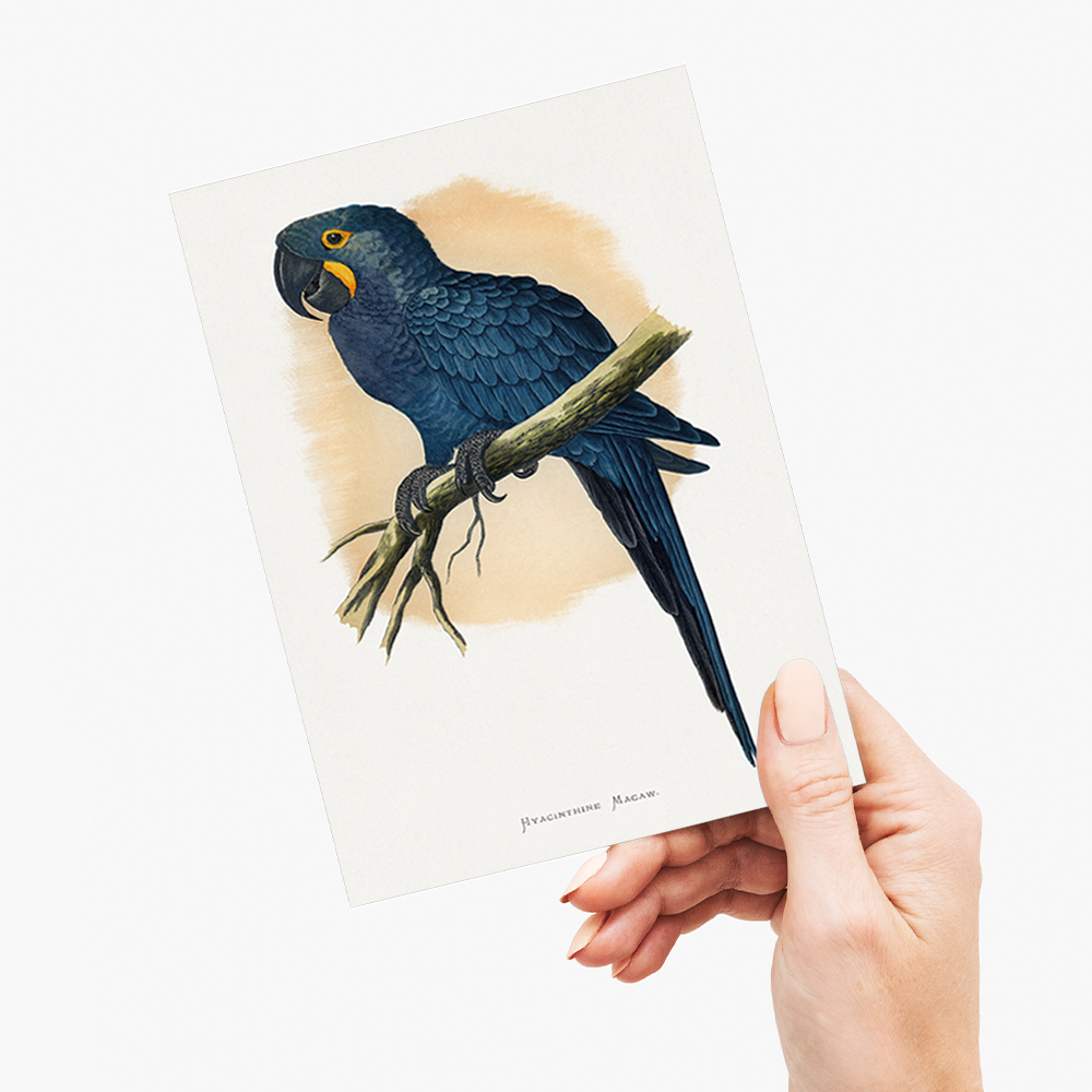 Hyacinthine Macaw - Wenskaart