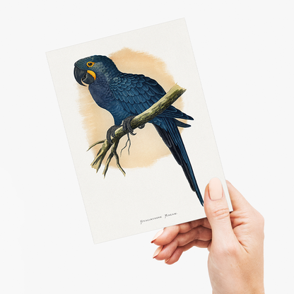 Hyacinthine Macaw - Wenskaart