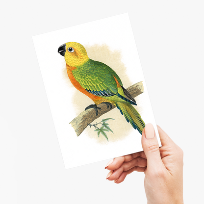 Jendaya Conure - Wenskaart