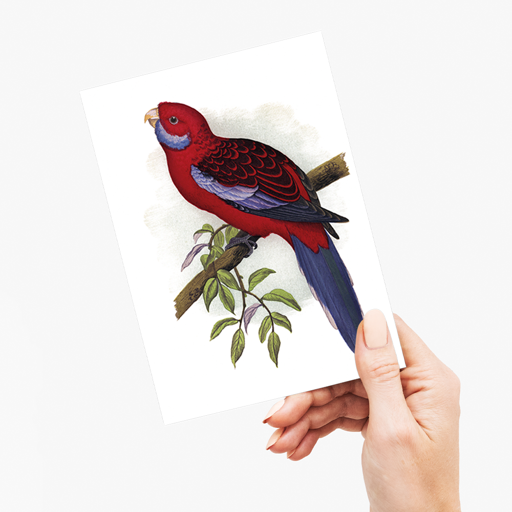 Pennant's Parrakeet - Wenskaart