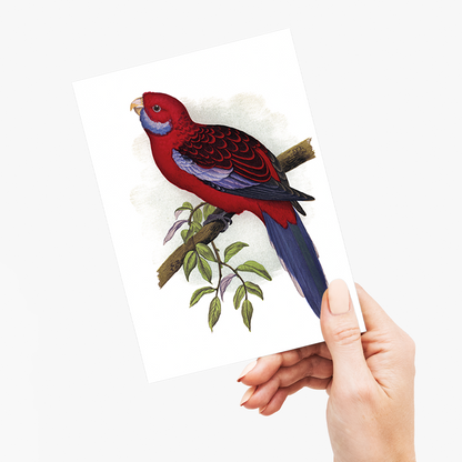 Pennant's Parrakeet - Wenskaart