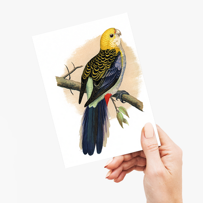Pale-Headed or Mealy Rosella  - Wenskaart