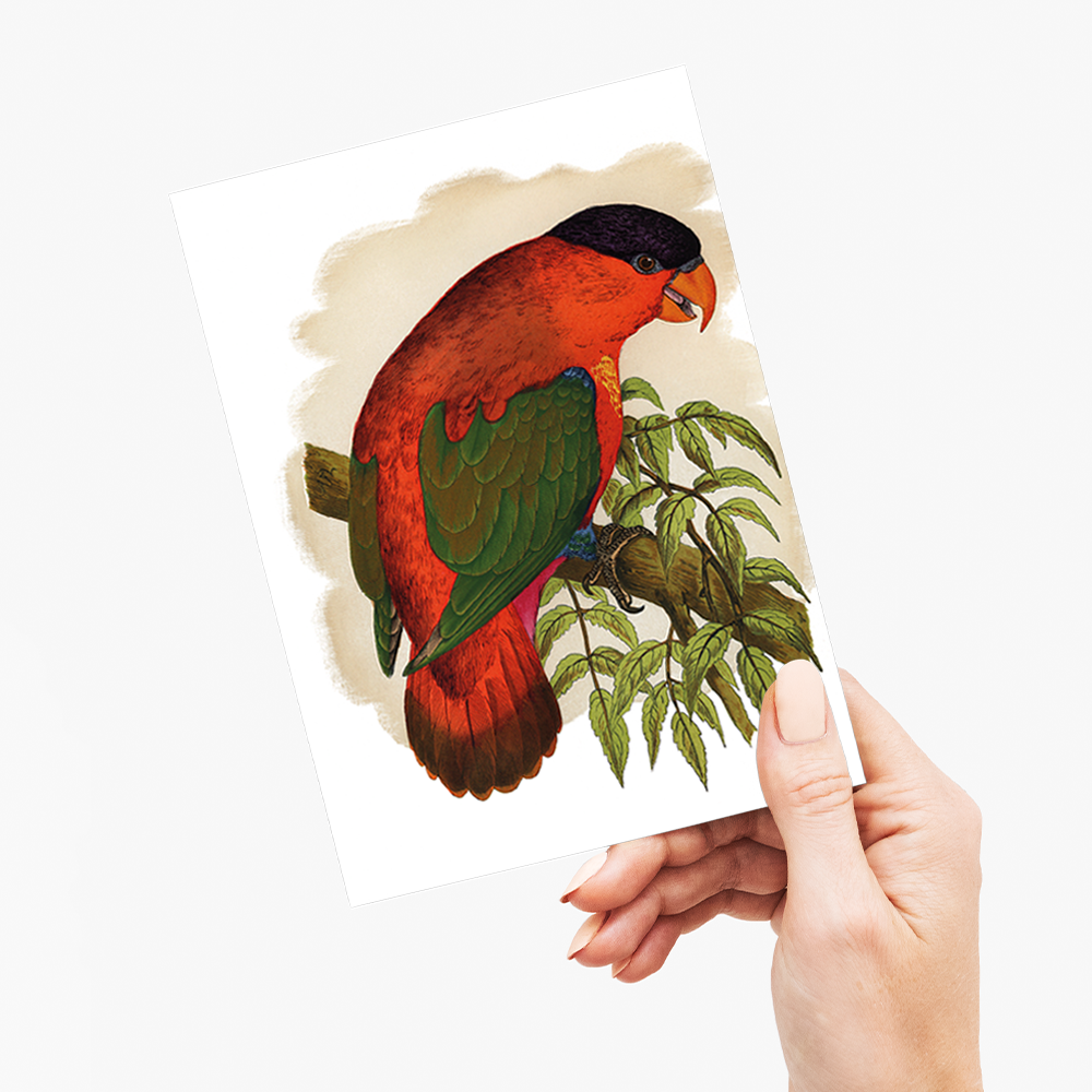 Purple-capped Lory - Wenskaart