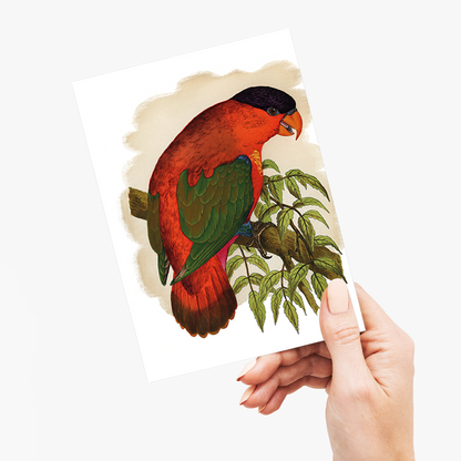 Purple-capped Lory - Wenskaart