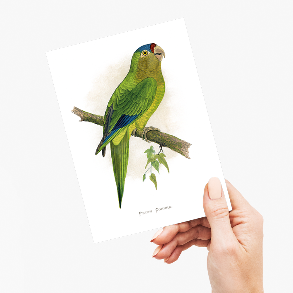 Petz's Conure - Wenskaart
