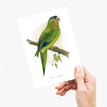 Petz's Conure - Wenskaart