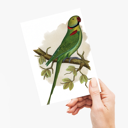 Alexandrine Parakeet - Wenskaart