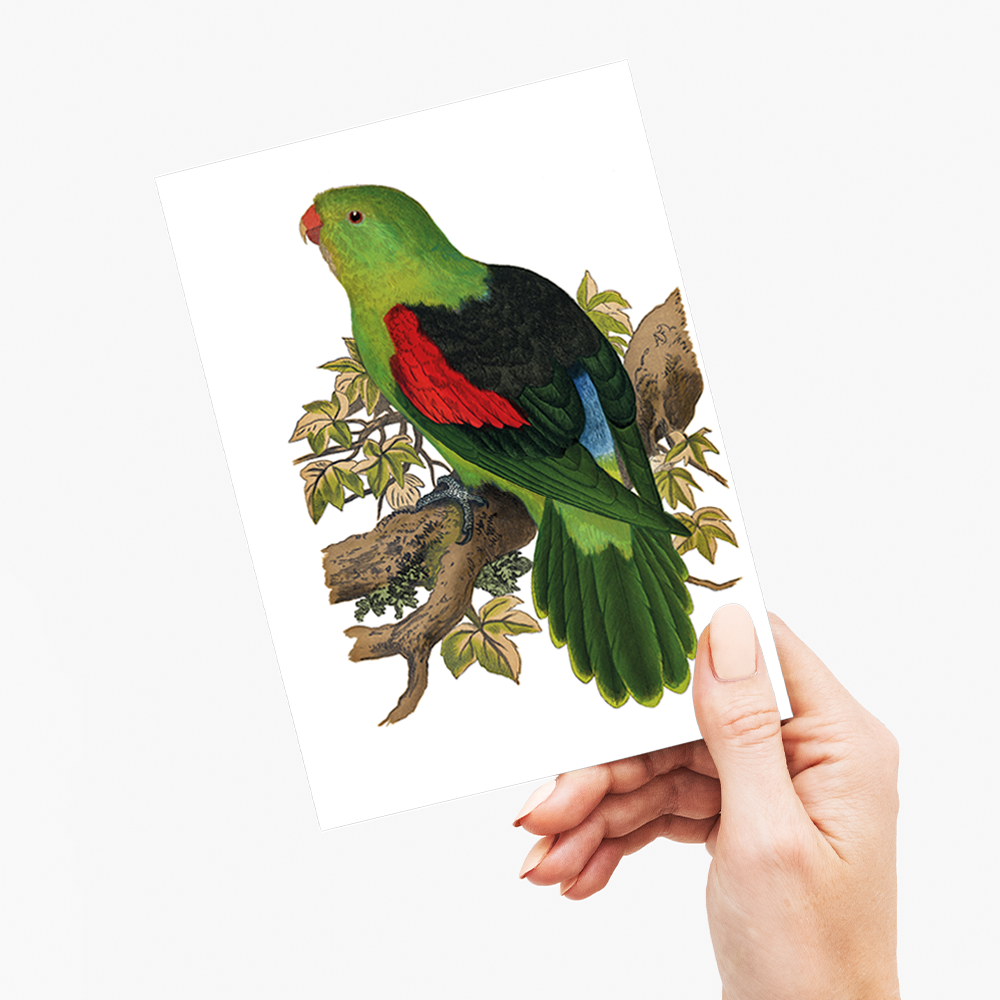 Red-winged parakeet - Wenskaart