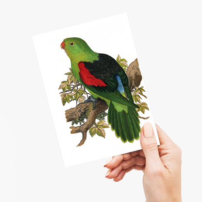 Red-winged parakeet - Wenskaart