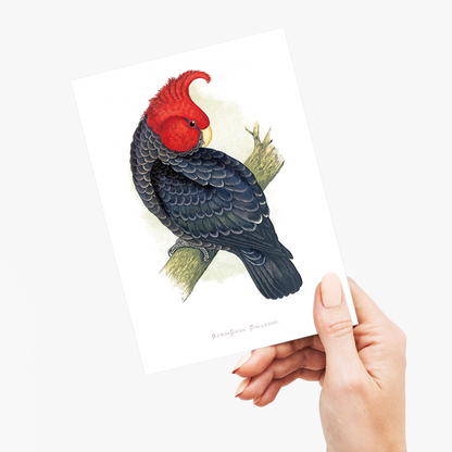 Gang-Gang Cockatoo - Wenskaart