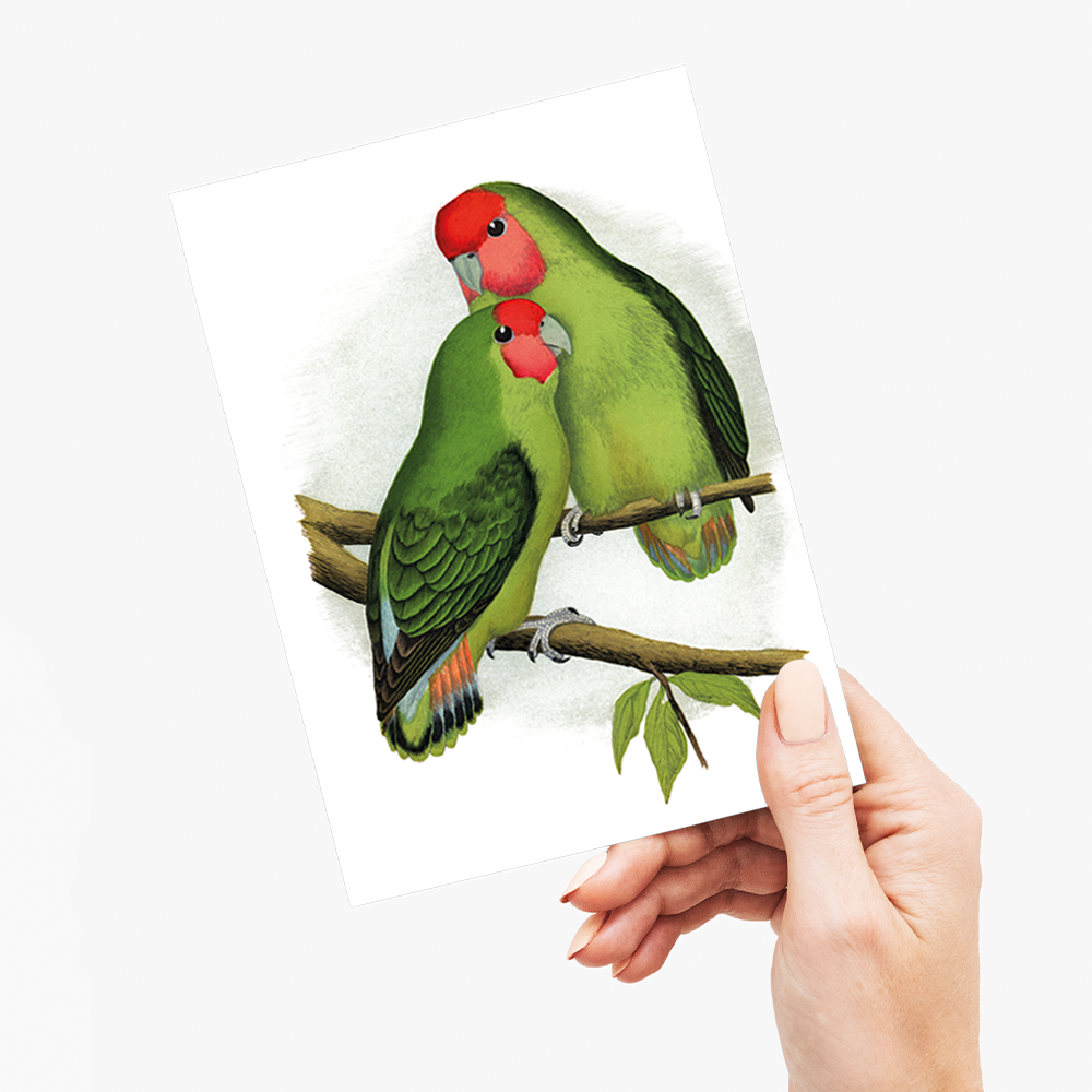 Rosy-Faced Love-Bird - Wenskaart