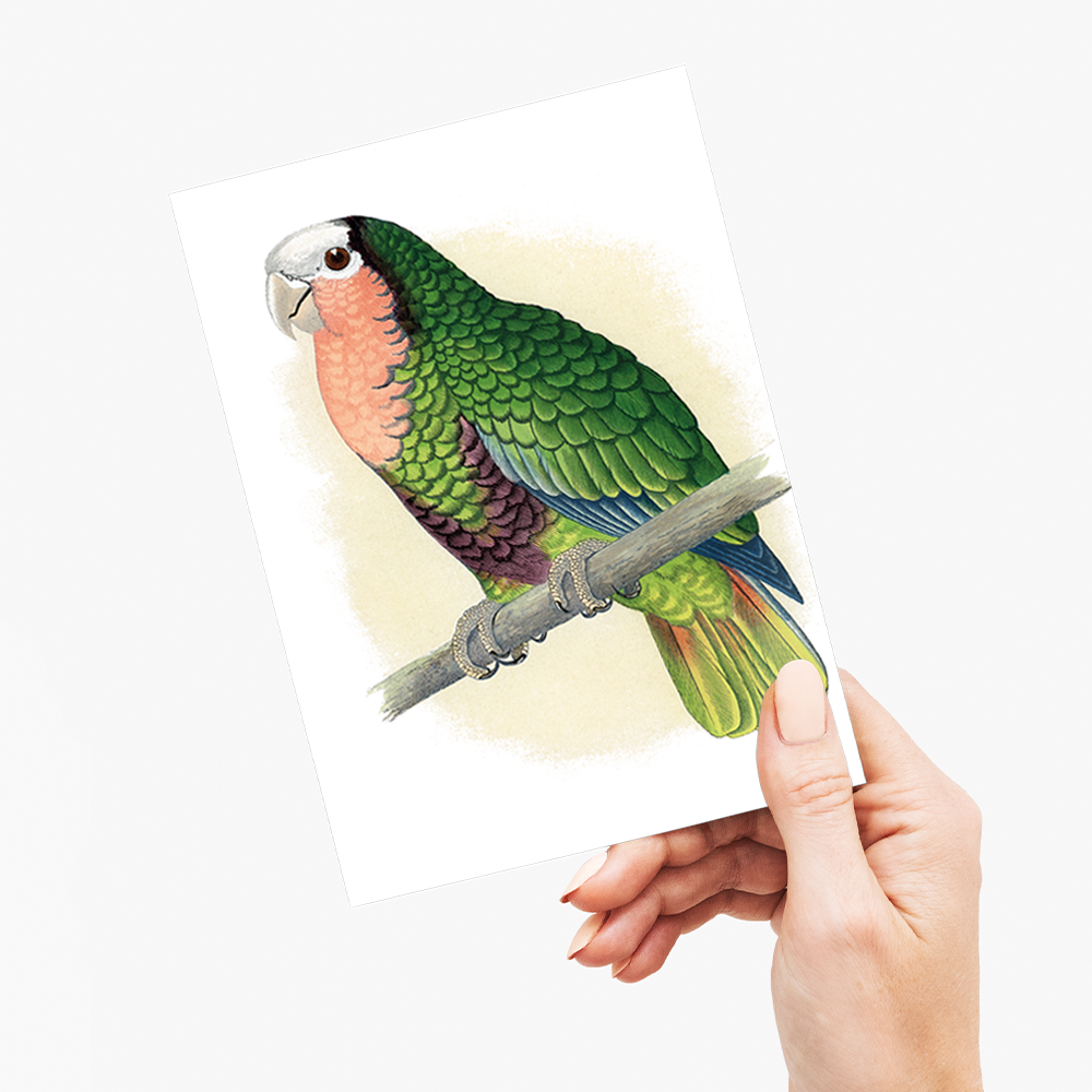 Red-Throated White-Fronted Amazon  - Wenskaart