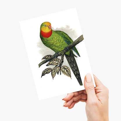 Barraband's Parakeet - Wenskaart
